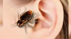 Tracakan v uchu: symptómy a extrakcia
