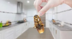 Šváby v kuchyni: spôsoby, ako chrániť a zničenie