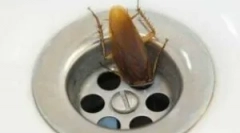 Šváby v kúpeľni a wc