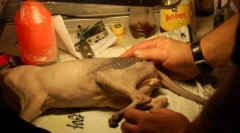 Tetovanie pre mačku, alebo kruté módy pre zvieratá