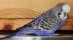 Pacientová mačka a obsedantný parrot: video, kde sa podávanie hovorí s načelám