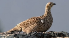 Teteryev (fotografie): real pijon z lesa