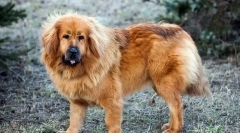 Tibetský mastiff