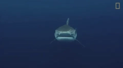 Tiger shark - jeden z najnebezpečnejších žralokov na svete