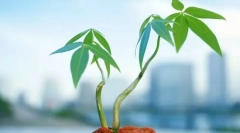 Typy rastlinných tkanív