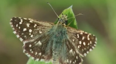 Tolstogol lapchattaya