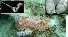 Top 10: fitness z genitálií zvierat