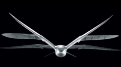 Top 10: zaujímavé fakty o čajok