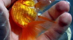 Top 10 príbehov o vystrašenej zlatej rybku