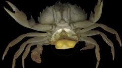 Top 10: makroprasity