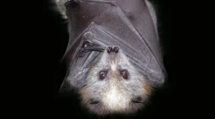 Top 10: mýty zvierat