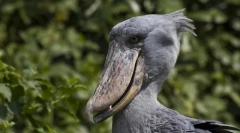 Top 10 vtákov s najviac bizarnými zobákmi