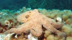 Top 10: najchytrejšími planétami zvierat