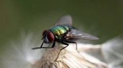 Top 10 najviac čistých zvierat na svete