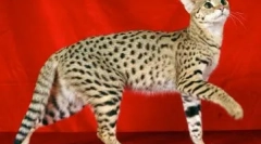 Top 10 najdrahších zvierat na svete