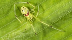 Top 10 najkrajších pavúkov na svete