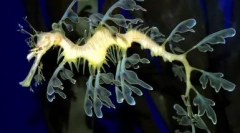 Top 10 najobľúbenejších zvierat na svete