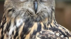 Top 10 najnebezpečnejších predátorov vtákov (21 fotografií)