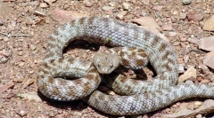 Top 10 najnebezpečnejších hadov sveta