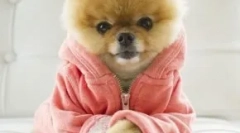 Top 10 najobľúbenejších psov v instagrame