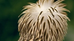 Top 10 najzásťšie a ohrozené vtáky na planéte