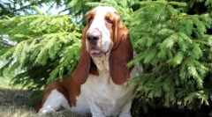 Top 10 najviac pokojných a vyvážených psov