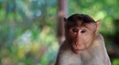 Top 10 najinteligentnejšie zvieratá na svete