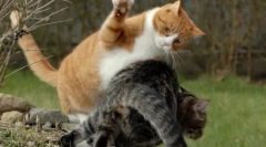 Top 10 vecí, ktoré vaša mačka nenávidí