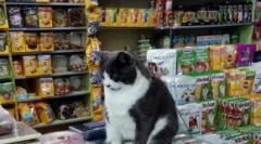 Top 15 užitočné príslušenstvo pre mačky do 1000 rubľov