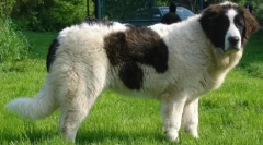 Top 20 najväčších plemien psov na svete