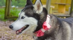 Top 5 mien pre psie dievčatá