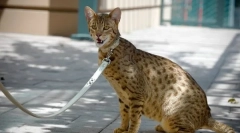 Top 5: najdrahšie mačky na svete