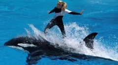 Top 6 ľudí, ktorí sú kruto zabití zvierat, ktoré zbožňovali