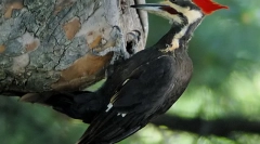 Top 7 zvieratá s najdlhšími jazykmi