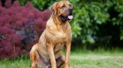 Tosa inu (foto): nebojácny pes japonského samurai