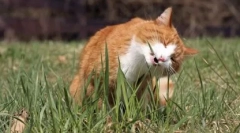 Tráva pre mačky: rastú doma