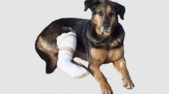 Svalové poranenia, šľachy a väzy