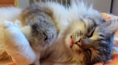 Zranenia, popáleniny a otravy u mačiek