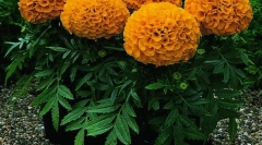 Byliny a iné rastliny kričia myši