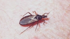 Triatómový kukurica