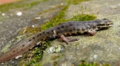 Triton obyčajný kopec