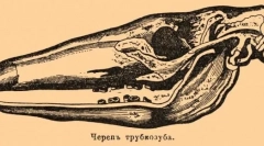 Trubosub: zaujímavé fakty o africkom zázraku
