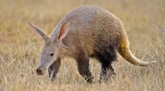 Trubiosub - neprekonaný tropický nočný zázrak