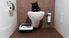 Cat toalety zatvorené: vyberte si pohodlie pre zviera a čistenie pre domácnosť