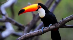 Toucan (foto): zobák sa nestane veľa, to je to, čo je vták zarážajúci!