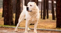 Turkmén alabai (foto): fierce guard, spoľahlivý chránič