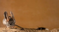 Tuccans (foto): chytil dlhé chvosty skoky