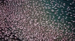 Tisíce ružových plameňov na jazere nakuru v keni