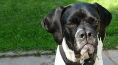 Ktoré plemeno psov rozdeľuje nos?