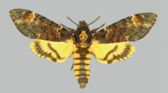 Kakuxové motýle na zadnom ťahaní vo forme lebky?